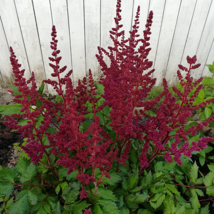 Astilbe chinensis 'Vision in Red' ~ Vision in Red Chinese Astilbe