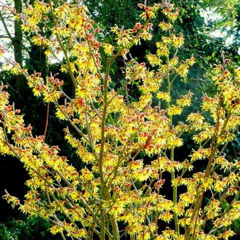 Hamamelis x intermedia 'Arnold Promise' ~ Arnold Promise Witch Hazel