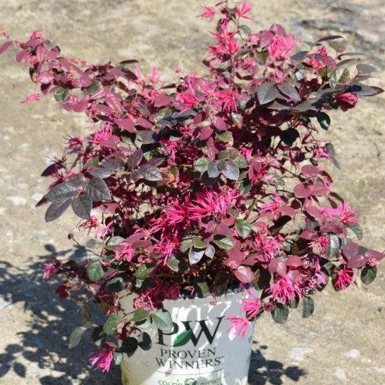 Loropetalum chinensis 'Kurenai Daiou' PP 27748 ~ Jazz Hands Bold® Fringe Flower