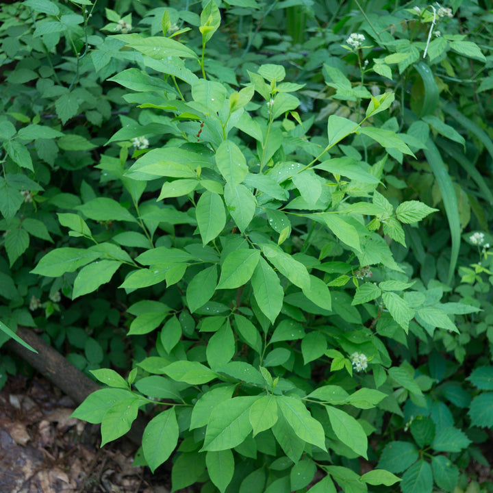 Lindera benjuí ~ Spice Bush