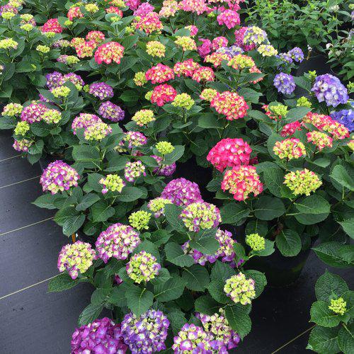 Hortensia macrophylla 'SMNHML' ~ Hortensia Wee Bit Giddy®