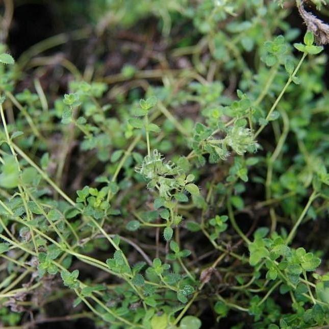 Thymus praecox 'Pink Chintz' ~ Pink Chintz Creeping Thyme