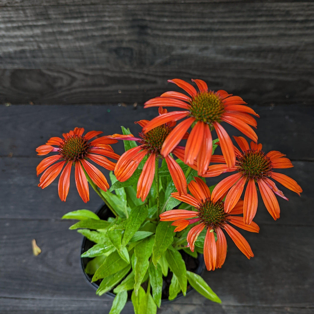 Echinacea x 'Cheyenne Spirit' ~ Cheyenne Spirit Echinacea, Coneflower