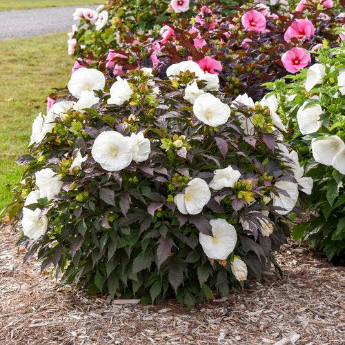 Hibiscus 'Cookies and Cream' ~ Summerific® Cookies and Cream Hibiscus