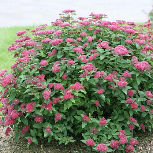 Spiraea japonica 'SMNSJMFR' PP#26,993 ~ Double Play® Red Spirea