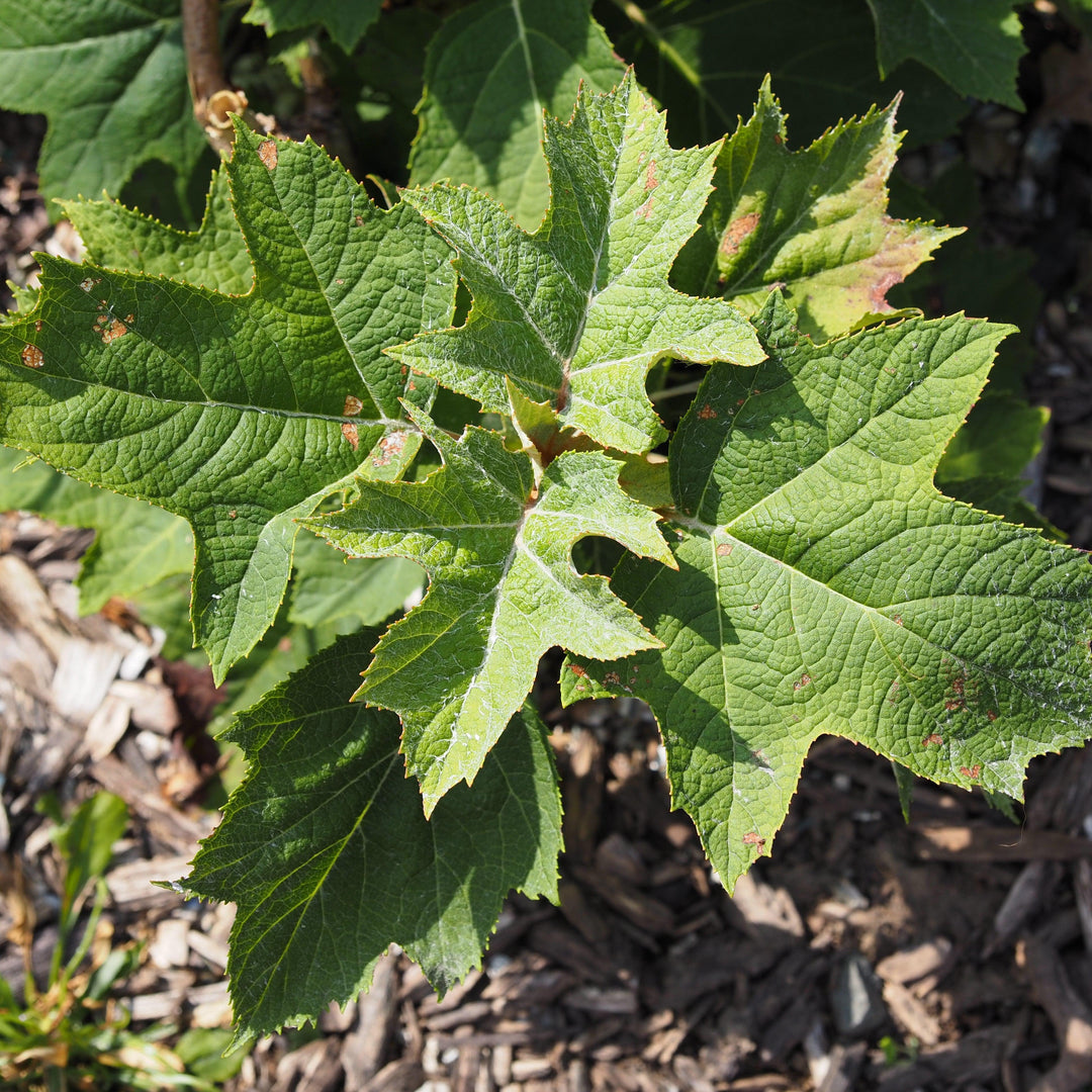 Hydrangea quercifolia 'Munchkin' ~ Munchkin Hydrangea