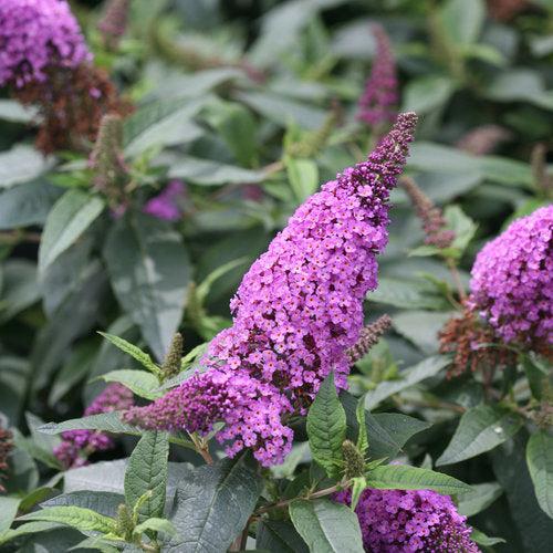 Buddleia x 'SMNBDO' ~ Arbusto de mariposa Pugster Periwinkle®