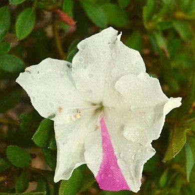 azalea lily white Rhododendron 'Roblex' ~ Encore® Autumn Lily™ Azalea – JTSOP Farms