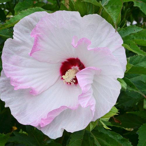 Hibiscus 'Ballet Slippers' ~ Summerific® Ballet Slippers Hibiscus