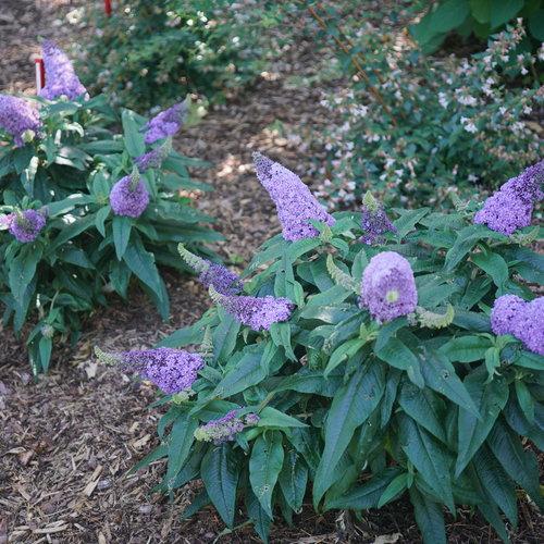 Buddleia x 'SMNBDL' ~ Pugster® Amethyst Butterfly Bush