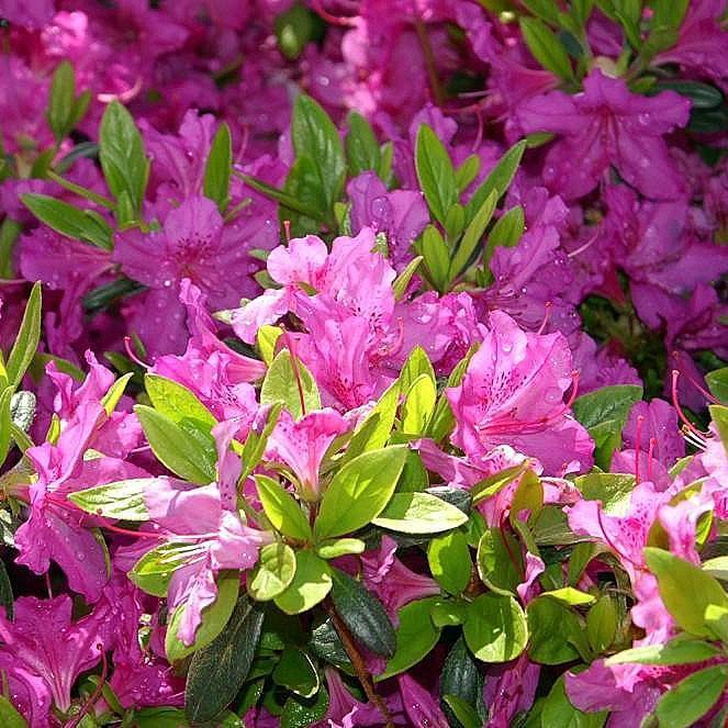 Rododendro 'Karen' ~ Karen Azalea