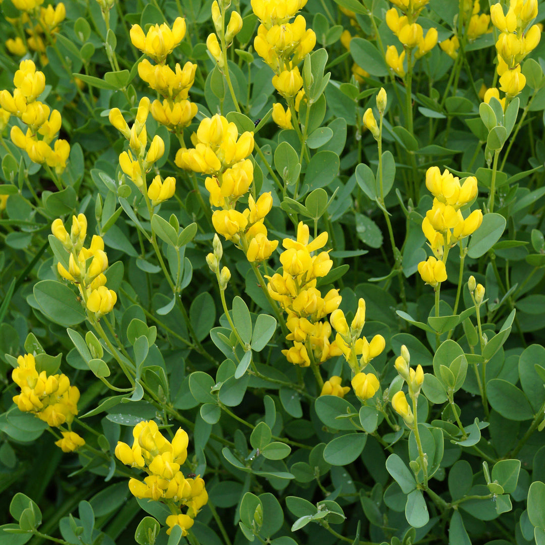 Baptisia australis 'American Goldfinch' ~ American Goldenfinch False Indigo