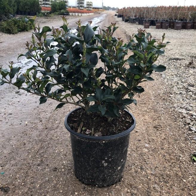 Ligustrum japonicum 'Recurvifolium' ~ Ligustrum recurvo