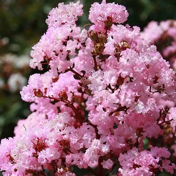 Lagerstroemia 'Whit VIII' ~ Play It Again® Rhapsody in Pink® Crape