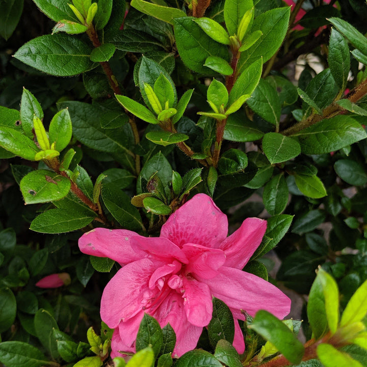 Rododendro 'Conles' ~ Encore® Autumn Empress™ Azalea