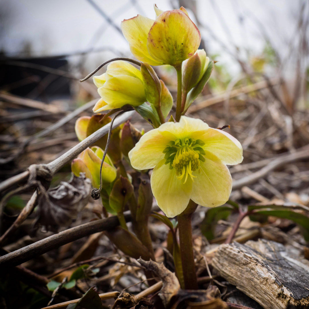 Helleborus x ericsmithii 'COSEH 730' ~ HGC® Champion Lenten Rose