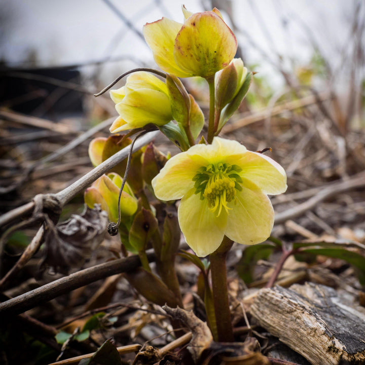 Helleborus x  ericsmithii 'COSEH 730' ~ HGC® Champion Lenten Rose