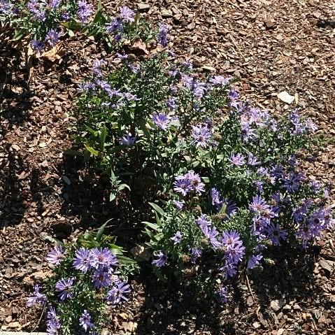 Aster dumosus 'Woods Blue' ~ Woods Blue Aster