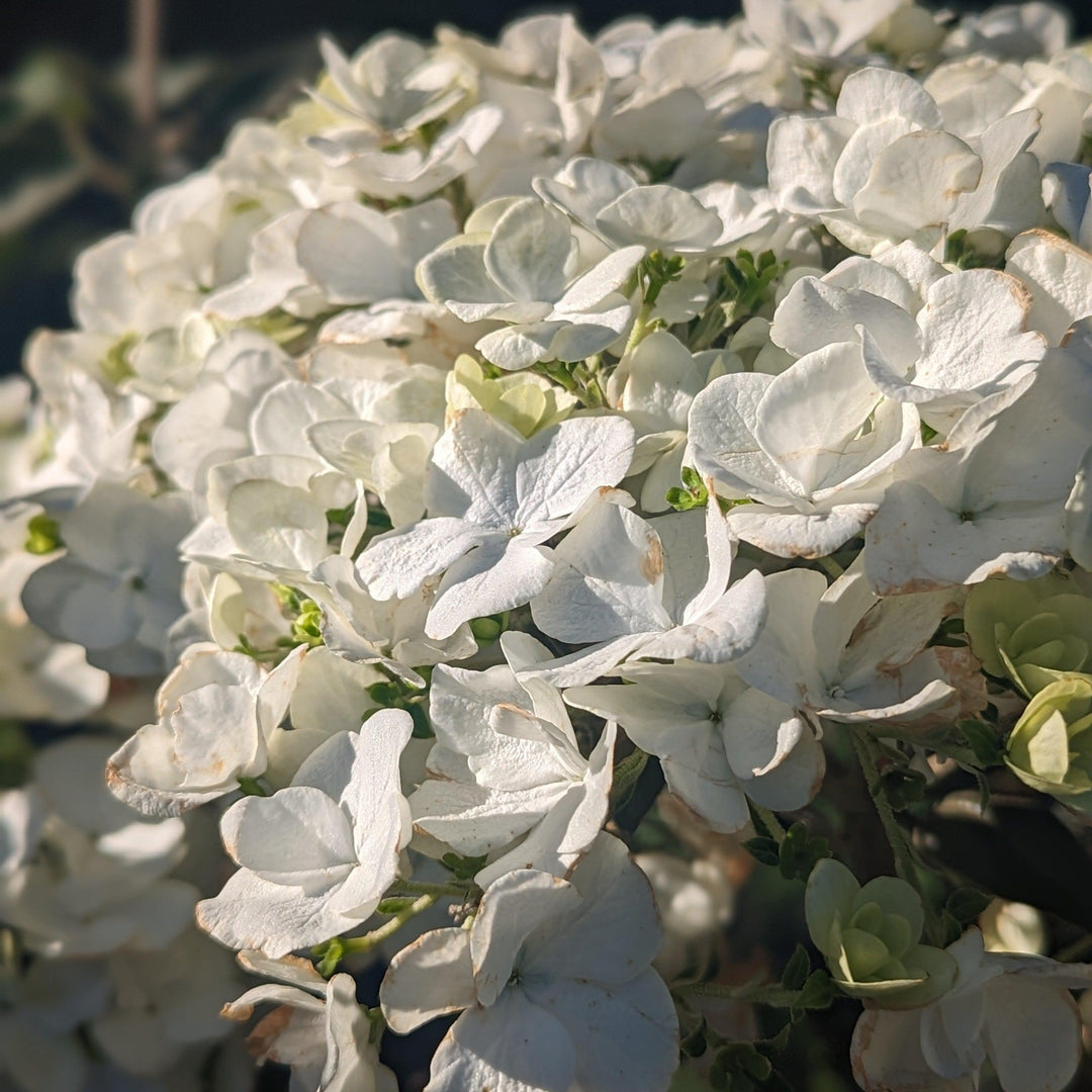 Viburnum macrocephalum ~ Chinese Snowball Viburnum