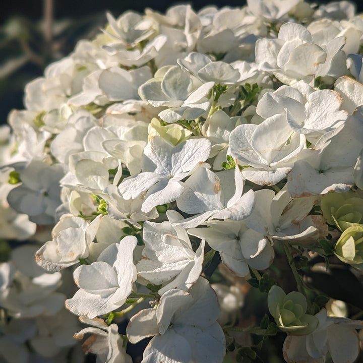 Viburnum macrocephalum ~ Viburnum bola de nieve chino