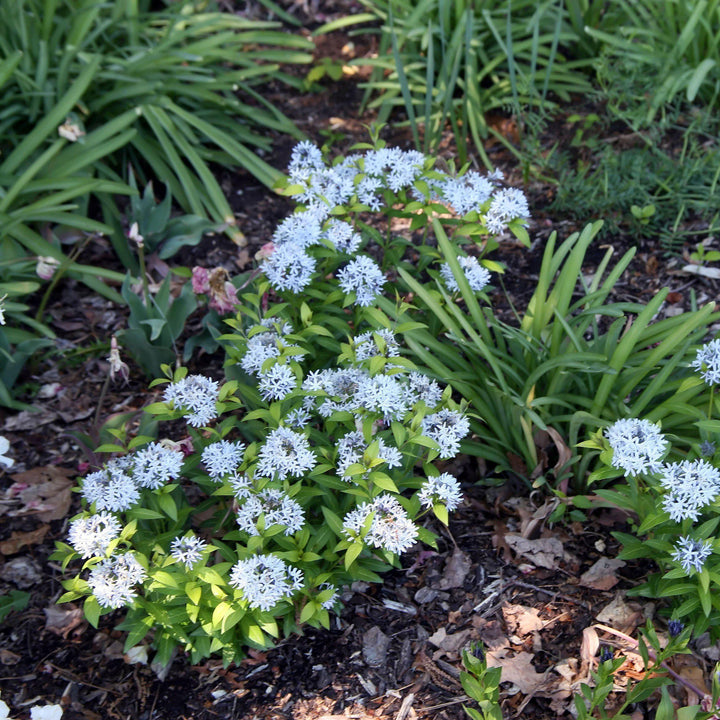 Amsonia 'Blue Ice' ~ Blue Ice Blue Star