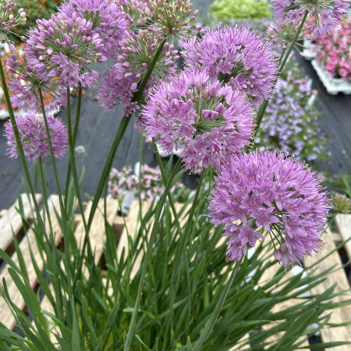 Allium ‘Serendipity’ ~ Serendipity Ornamental Onion