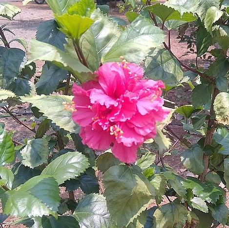 Hibiscus syriacus 'DS03RS' ~ Raspberry Smoothie™ Rose of Sharon