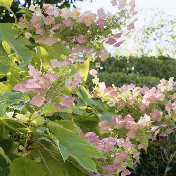 Hydrangea quercifolia 'Piihq-i' ~ First Editions® Jetstream Oakleaf Hydrangea