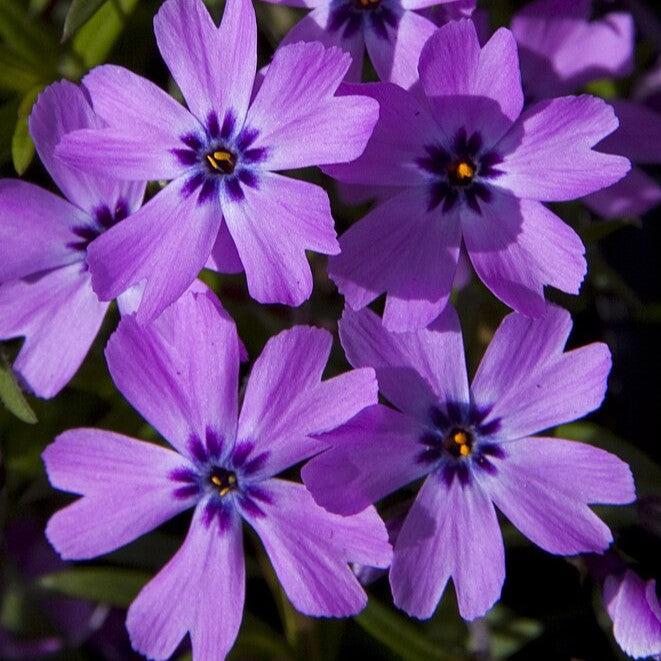 Phlox subulata 'Eye Shadow' ~ Eye Shadow Creeping Phlox