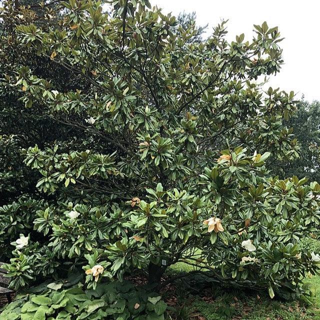 Magnolia grandiflora 'Edith Bogue' ~ ​​Edith Bogue Magnolia del Sur