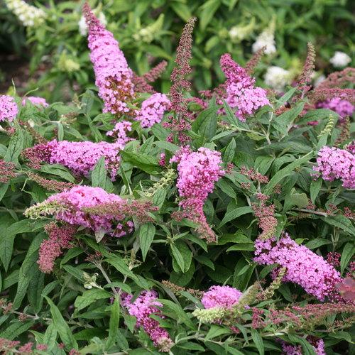 Buddleia davidii 'Pugster Pink' ~ Arbusto de mariposa enana Pugster Pink®