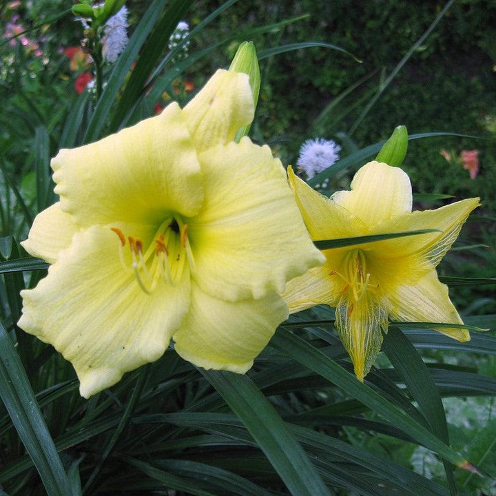 Hemerocallis 'Stella Supreme' ~ Stella Supreme Daylily