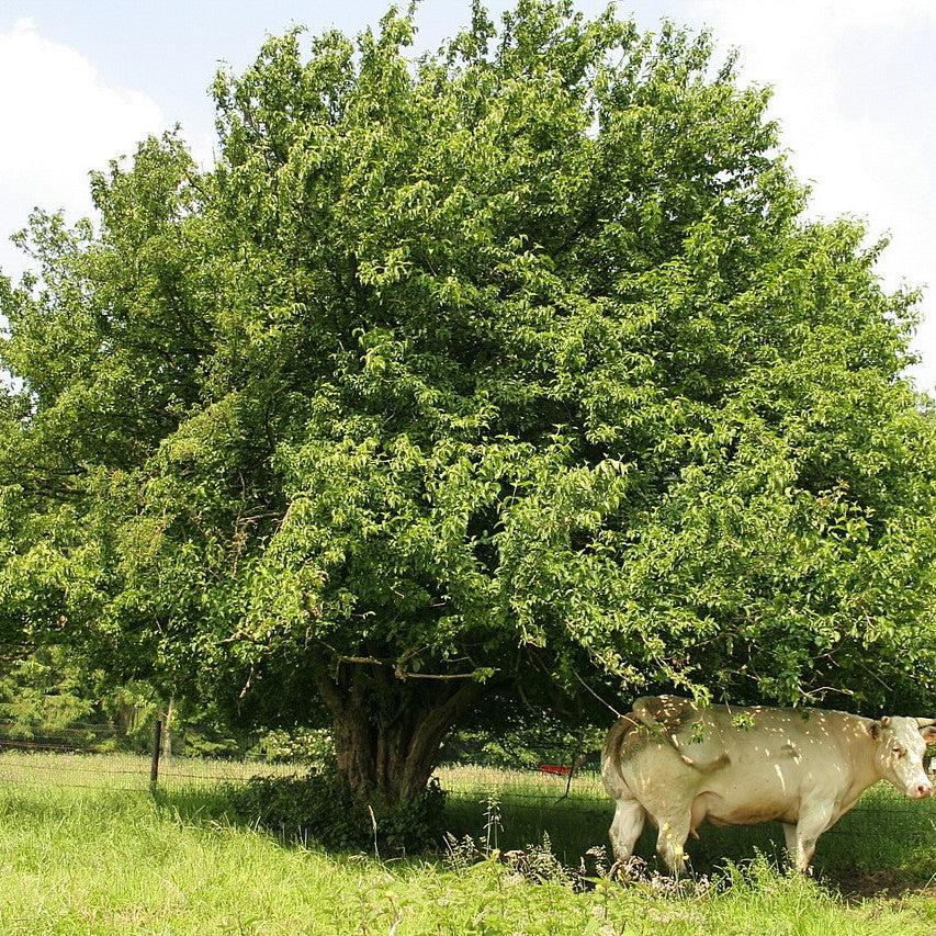 Cornus mas ~ Cornelian Cherry Dogwood