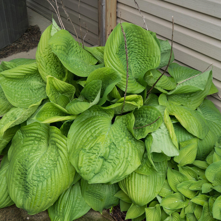 Hosta 'Sum and Substance' ~ Sum and Substance Hosta