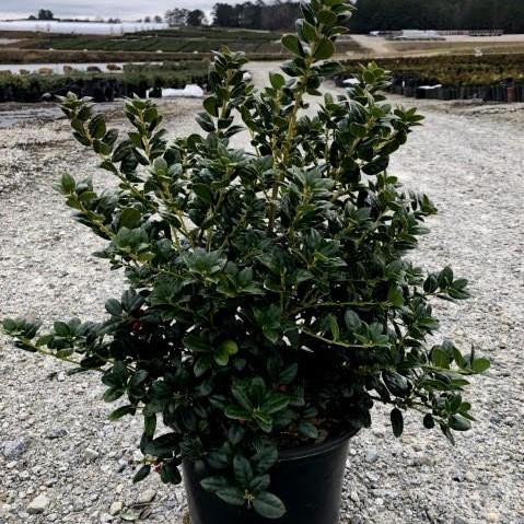 Ilex cornuta ‘Burfordii Nana’ ~ Dwarf Burford Holly