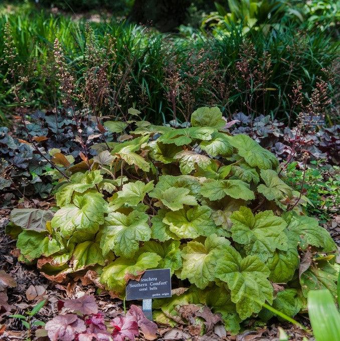 Heuchera 'Southern Comfort' ~ Southern Comfort Coral Bells, Heuchera