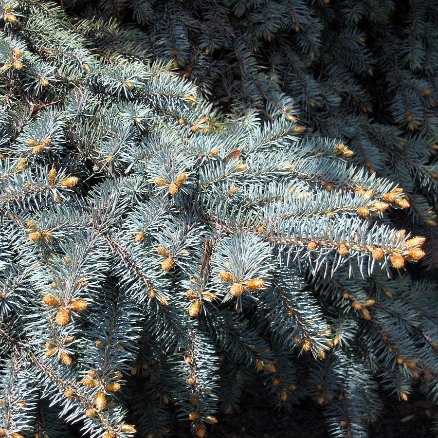 Picea pungens var 'Glauca'~ Colorado Blue Spruce