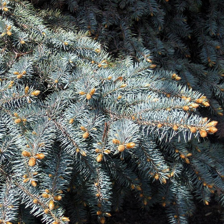 Picea pungens var 'Glauca'~ Colorado Blue Spruce