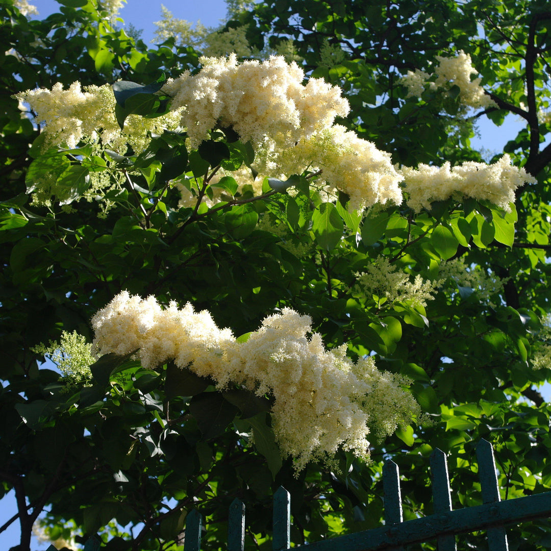 Cladrastis kentukea ~ American Yellowwood