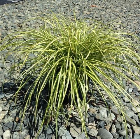 Carex oshimensis 'Everoro' PP23406 ~ EverColor® Everoro Sedge