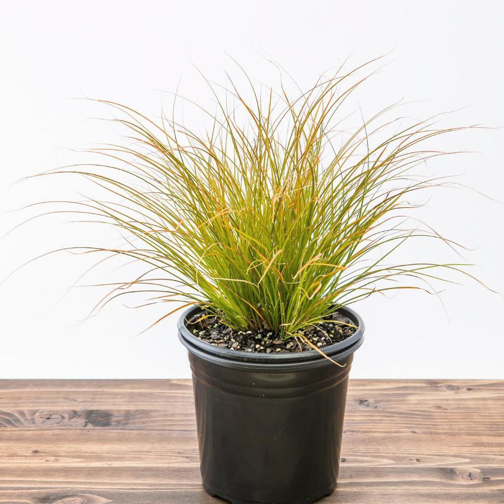 Carex testacea 'Indian Summer' ~ Prairie Fire Hair Sedge