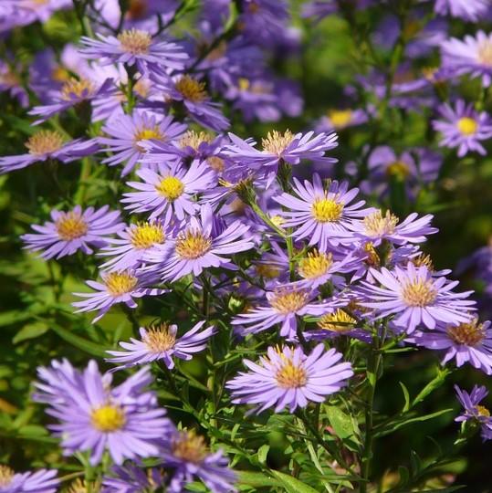 Aster laevis ~ Smooth Aster