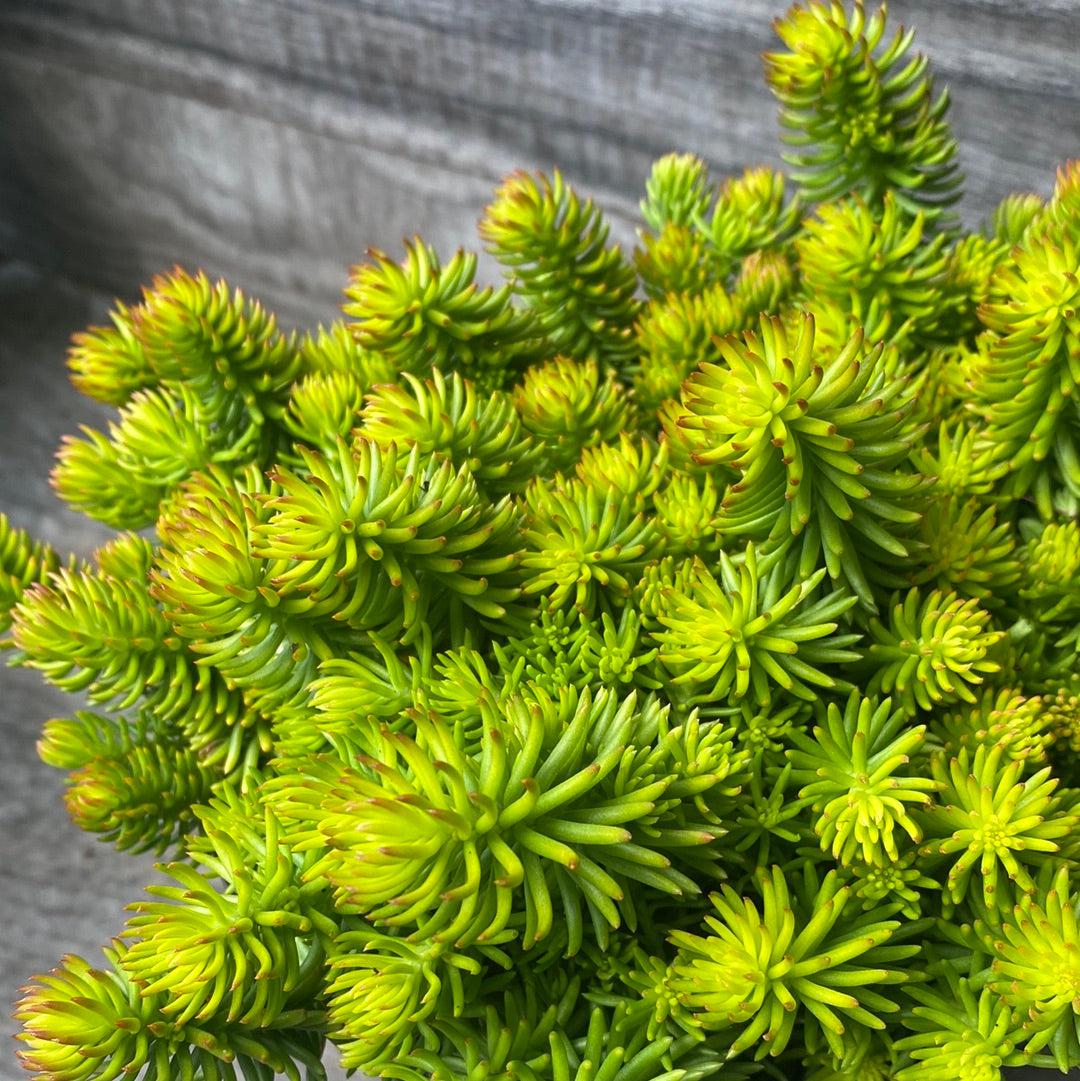 Sedum rupestre 'Angelina' ~ Angelina Stonecrop