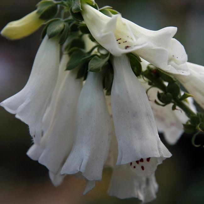 Digitalis purpurea 'Foxy' ~ Foxy Foxglove