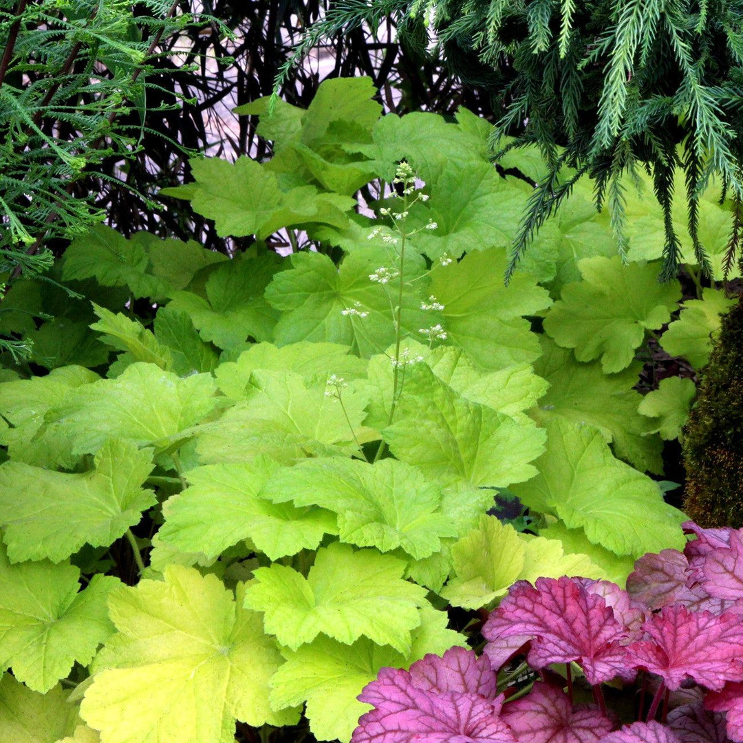 Heuchera 'Electric Lime' ~ Electric Lime Coral Bells