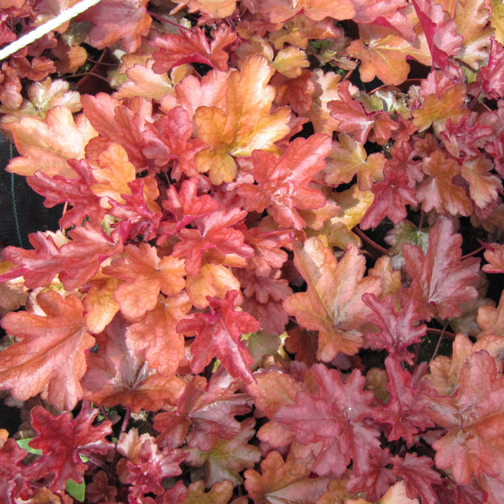 Heuchera x 'Peach Flambe' ~ Peach Flambe Coral Bells