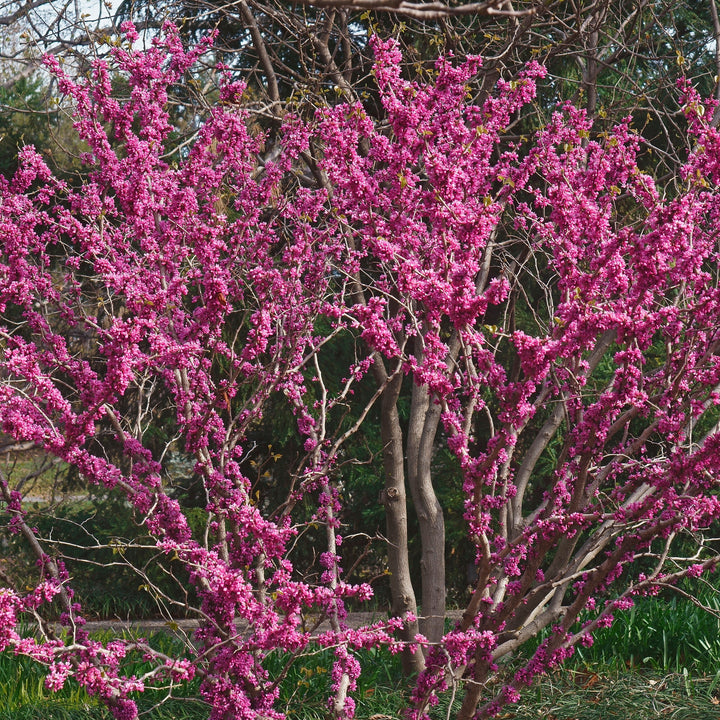 Cercis chinensis 'Don Egolf' ~ Don Egolf Chinese Redbud