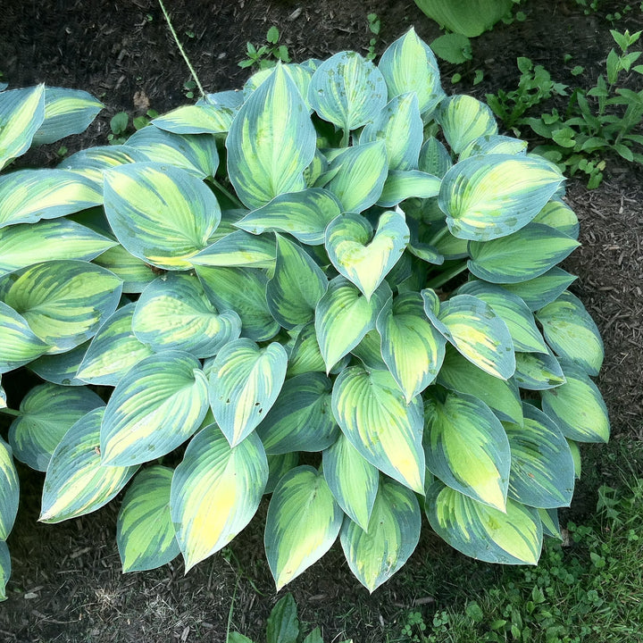 Hosta 'June' ~ June Hosta