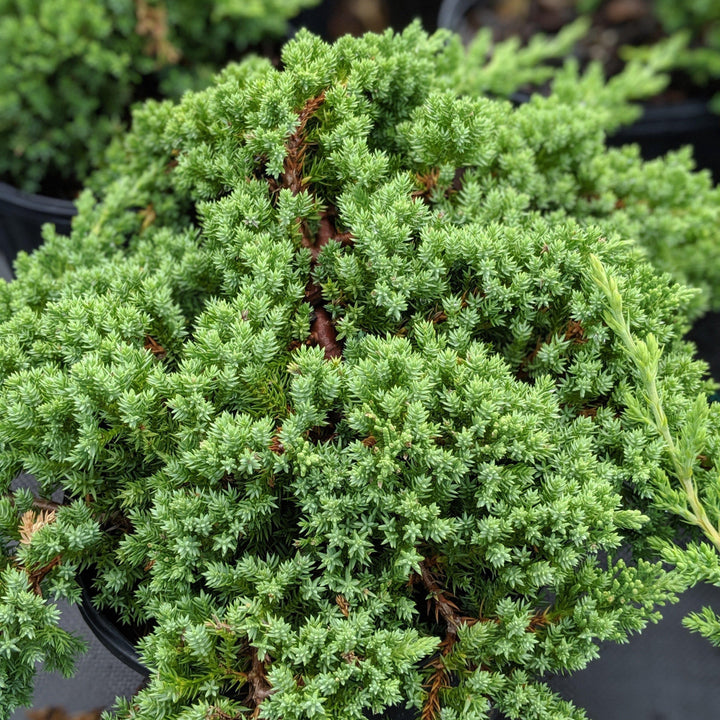 Juniperus procumbens 'Nana' ~ Japanese Garden Juniper