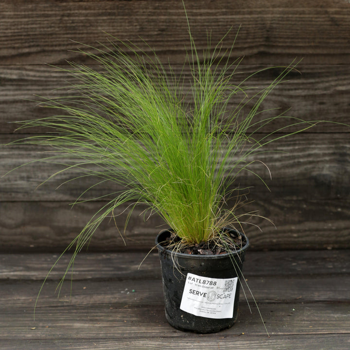 Nassella tenuissima ~ Mexican Feather Grass